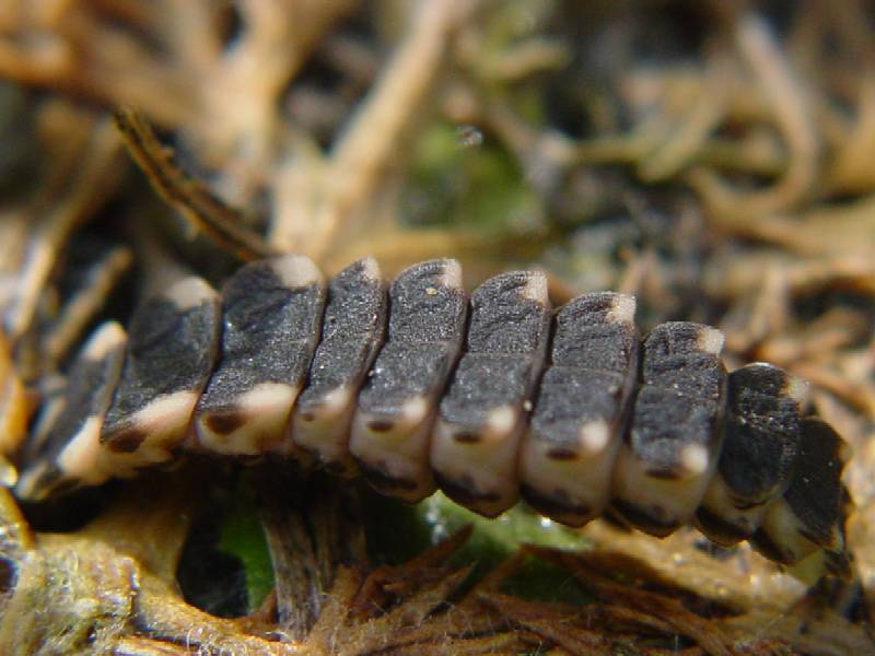 Larva di Lampyris noctiluca